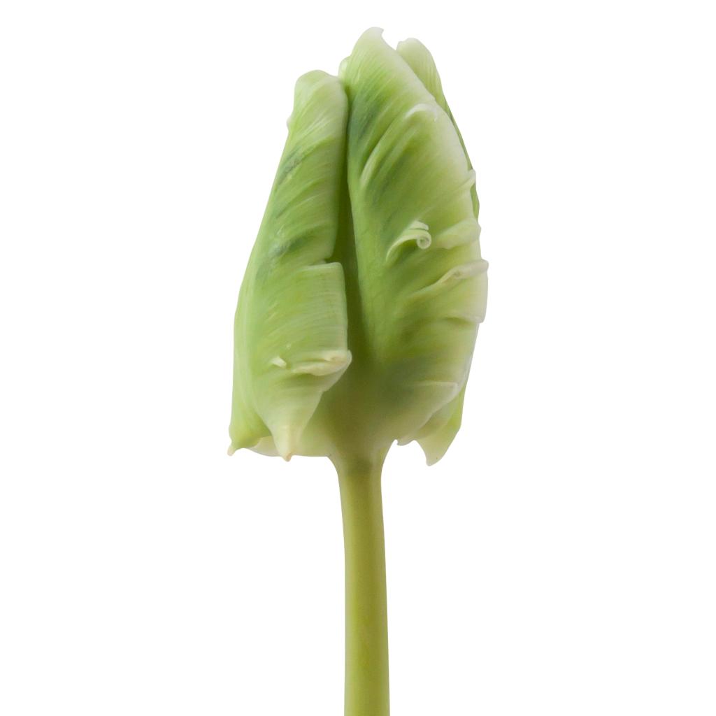 Green and White Parrot Tulip