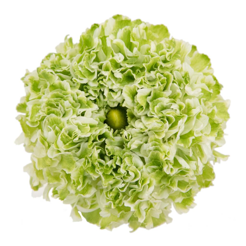 Pon Pon Ranunculus
