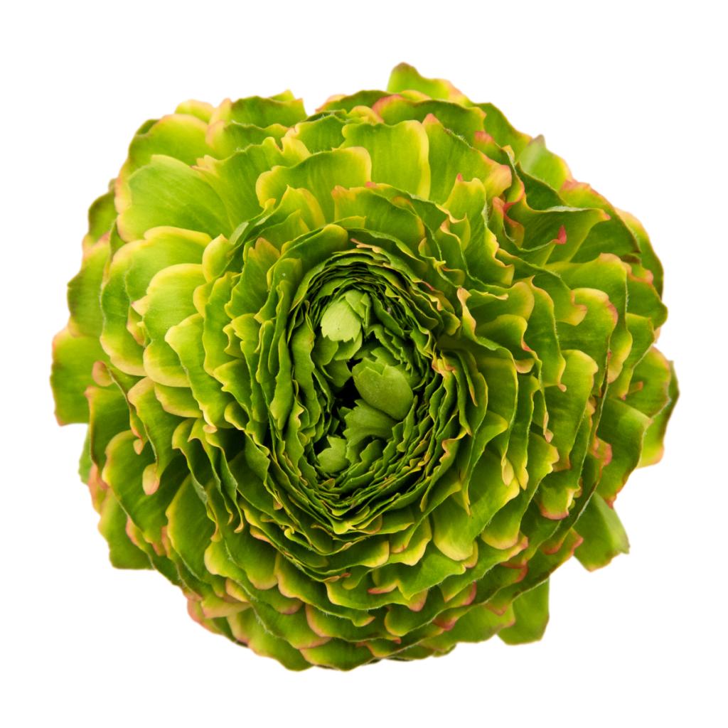 Green and Yellow Variegated Pon Pon Ranunculus