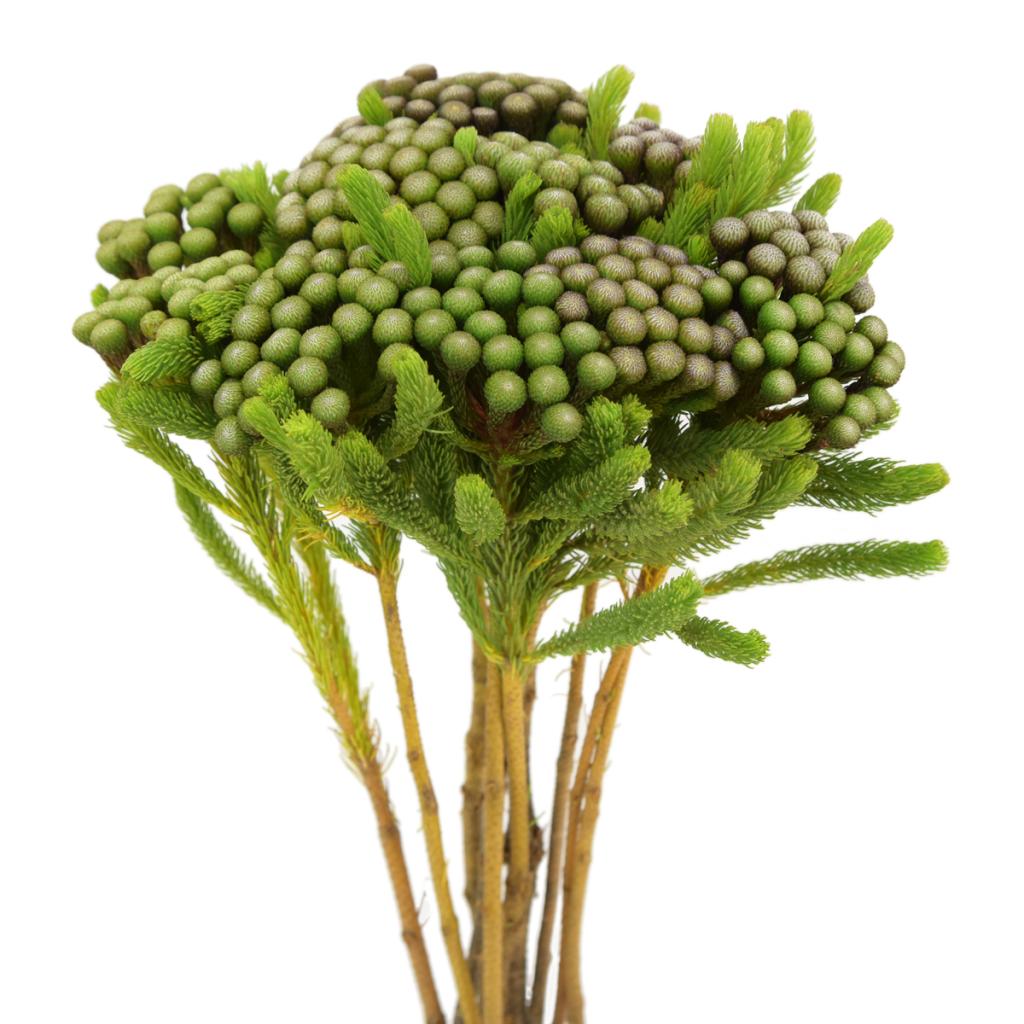 Berzelia Berries