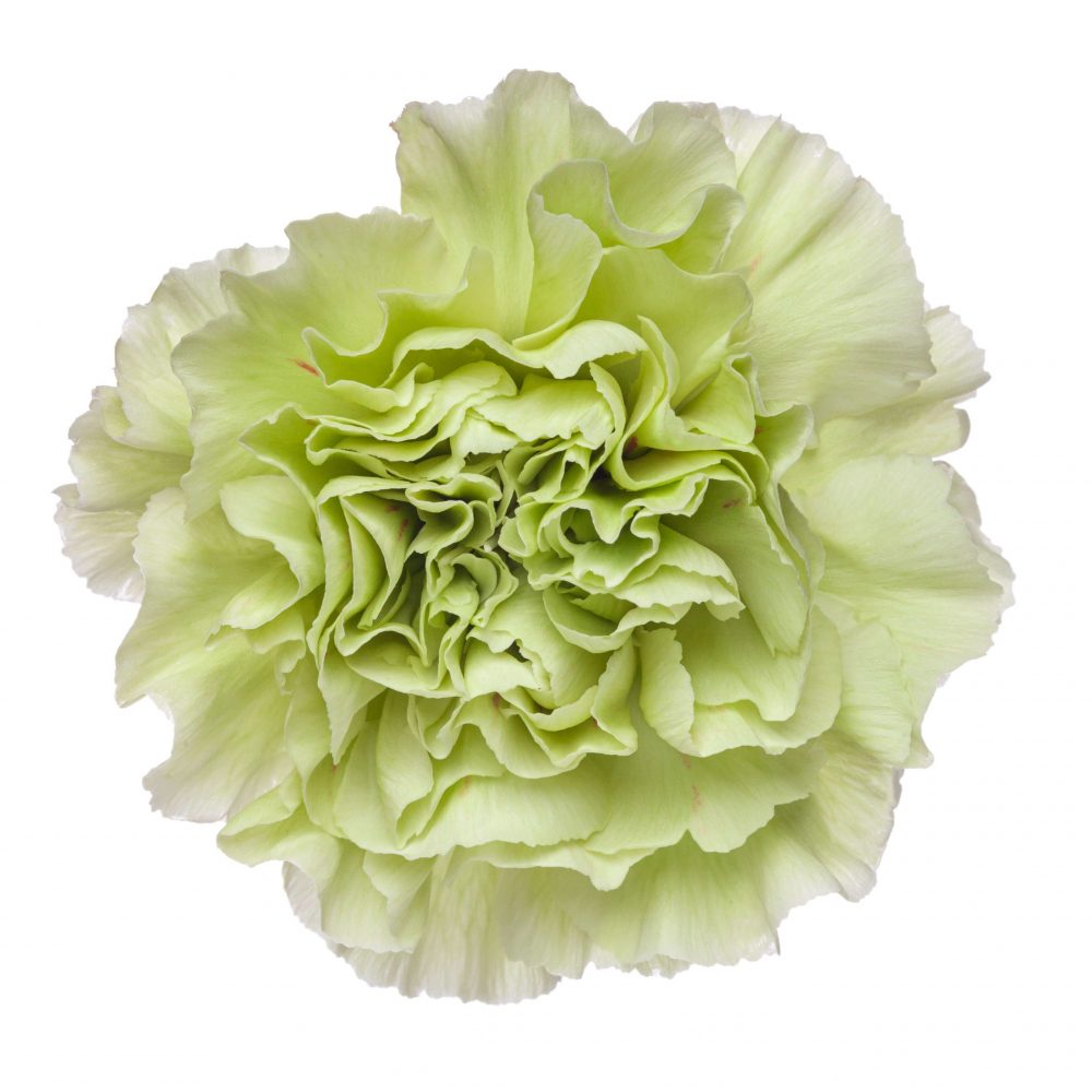 Green Carnation