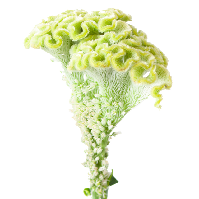 Coxcomb Celosia