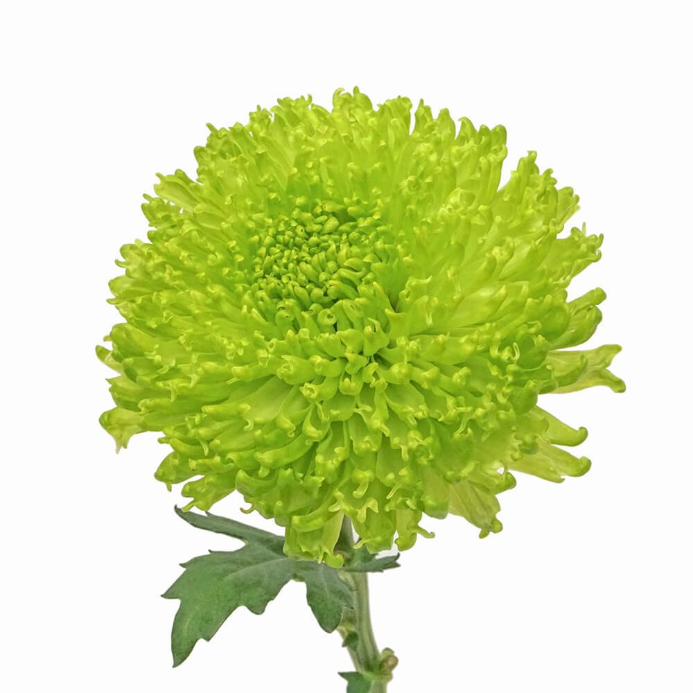Green Cremon