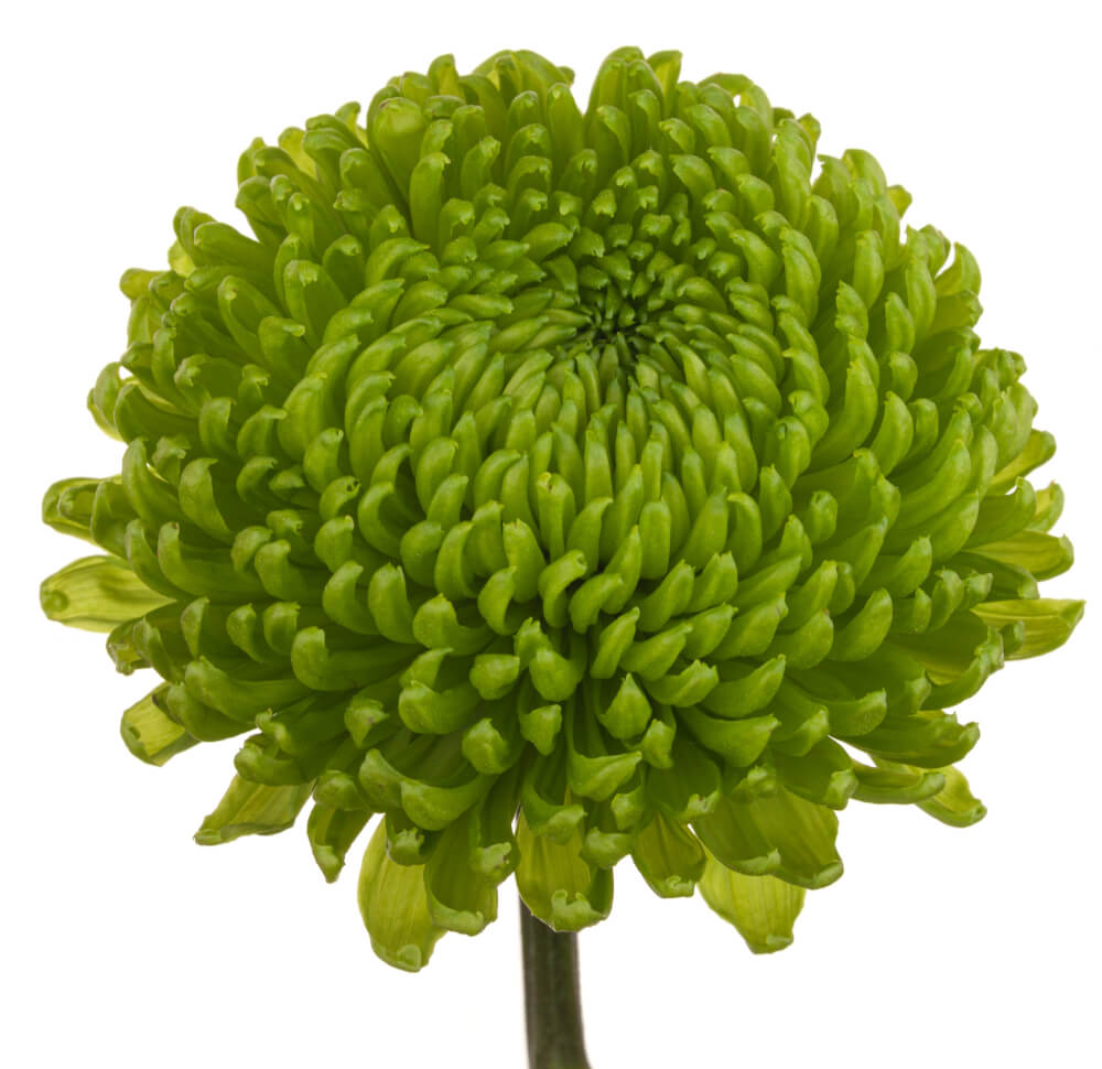 Green Disbud Ball