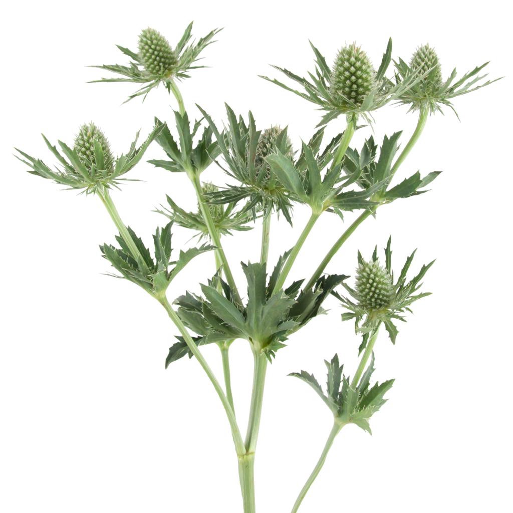Green Eryngium
