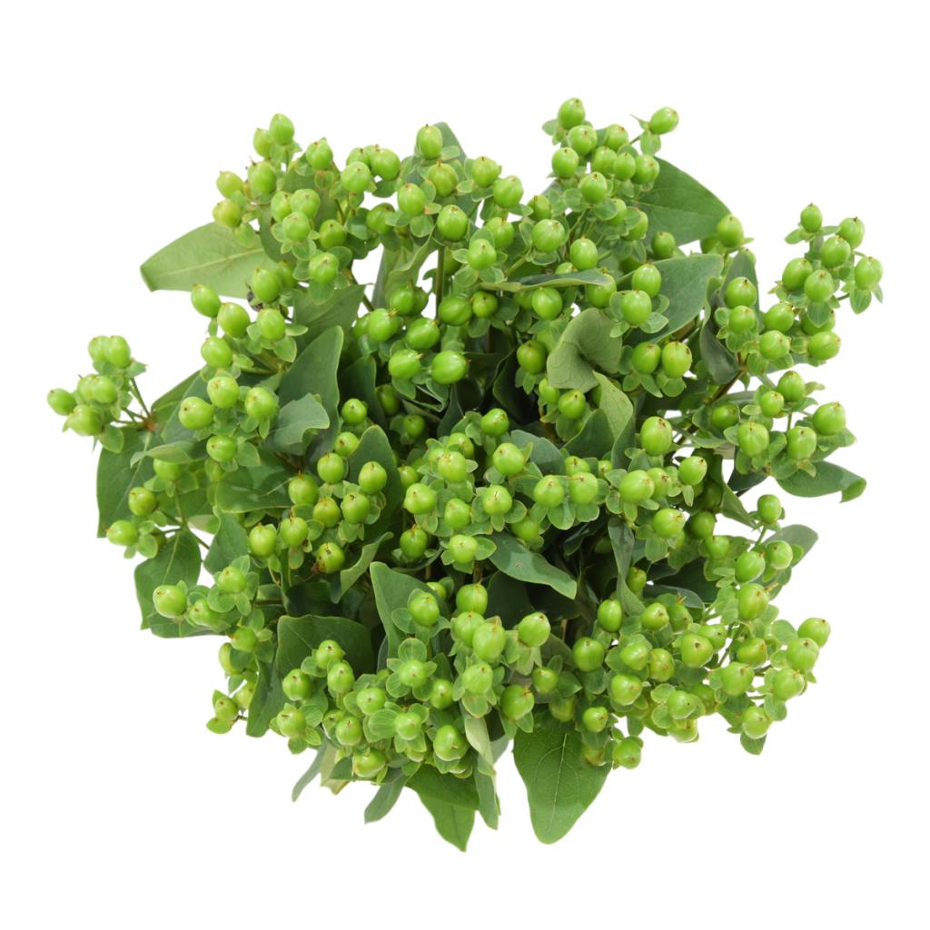 Hypericum