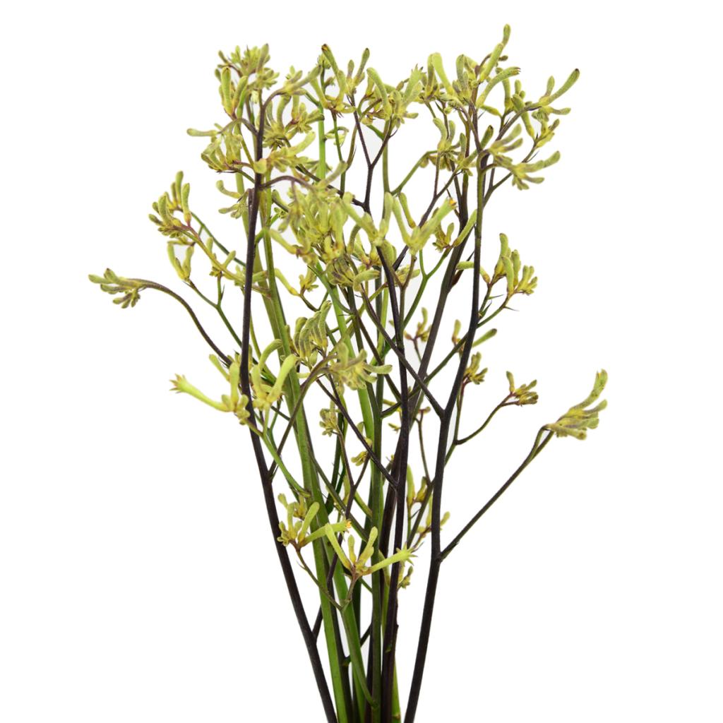 Kangaroo Paw