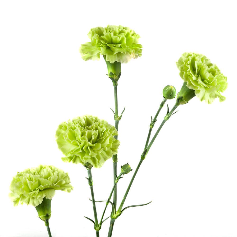 Green Mini Carn