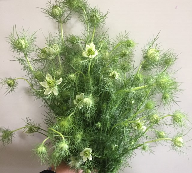 Green Nigella