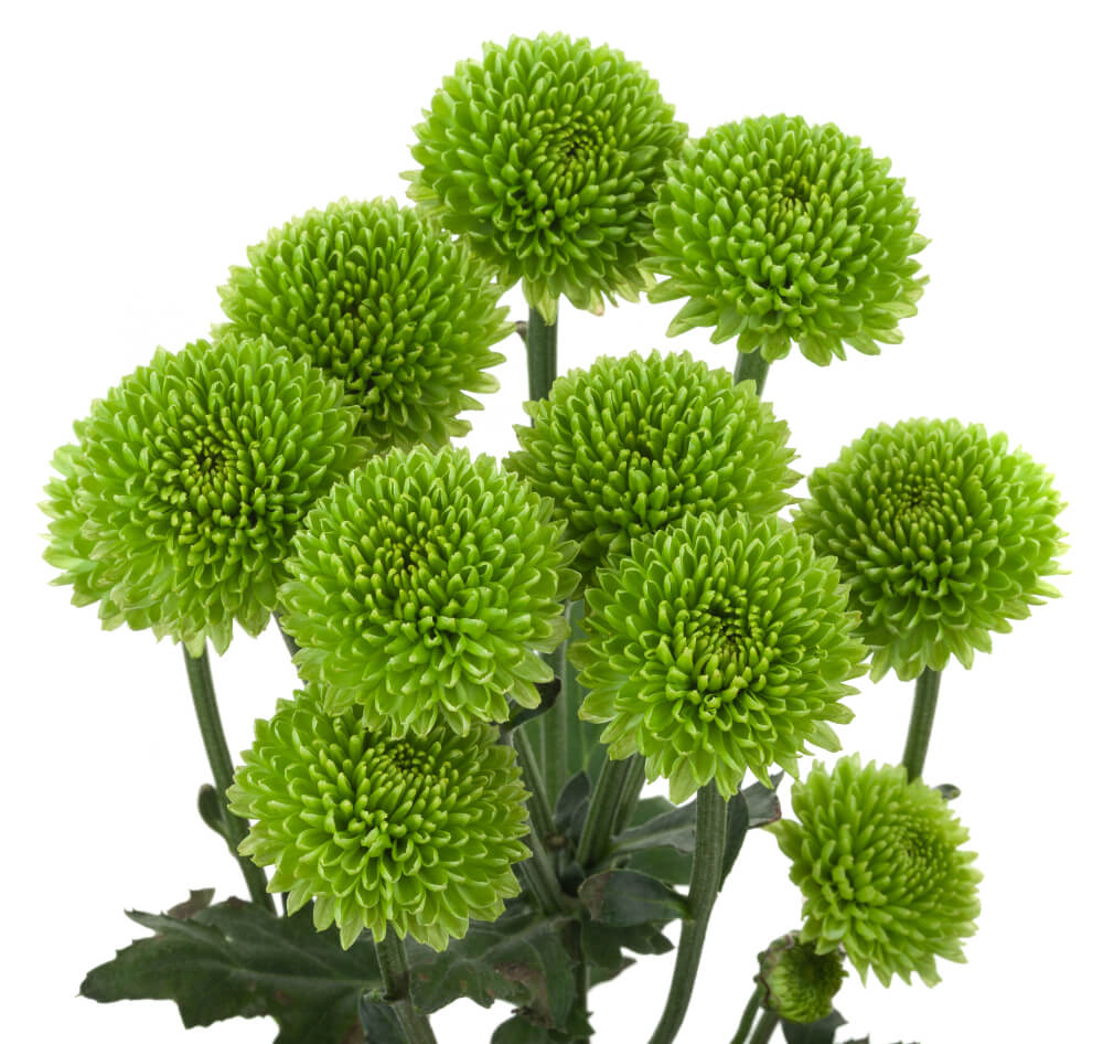 Green Pom Button