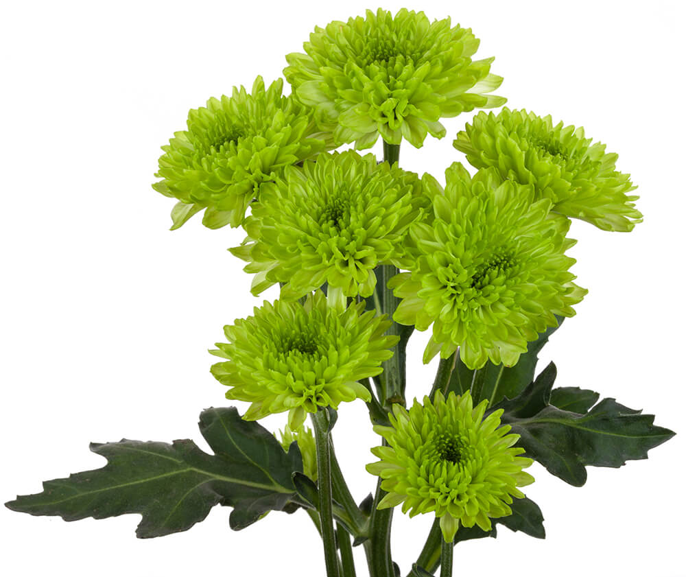 Green Pom Cushion