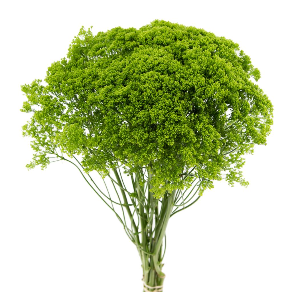 Green Trachelium