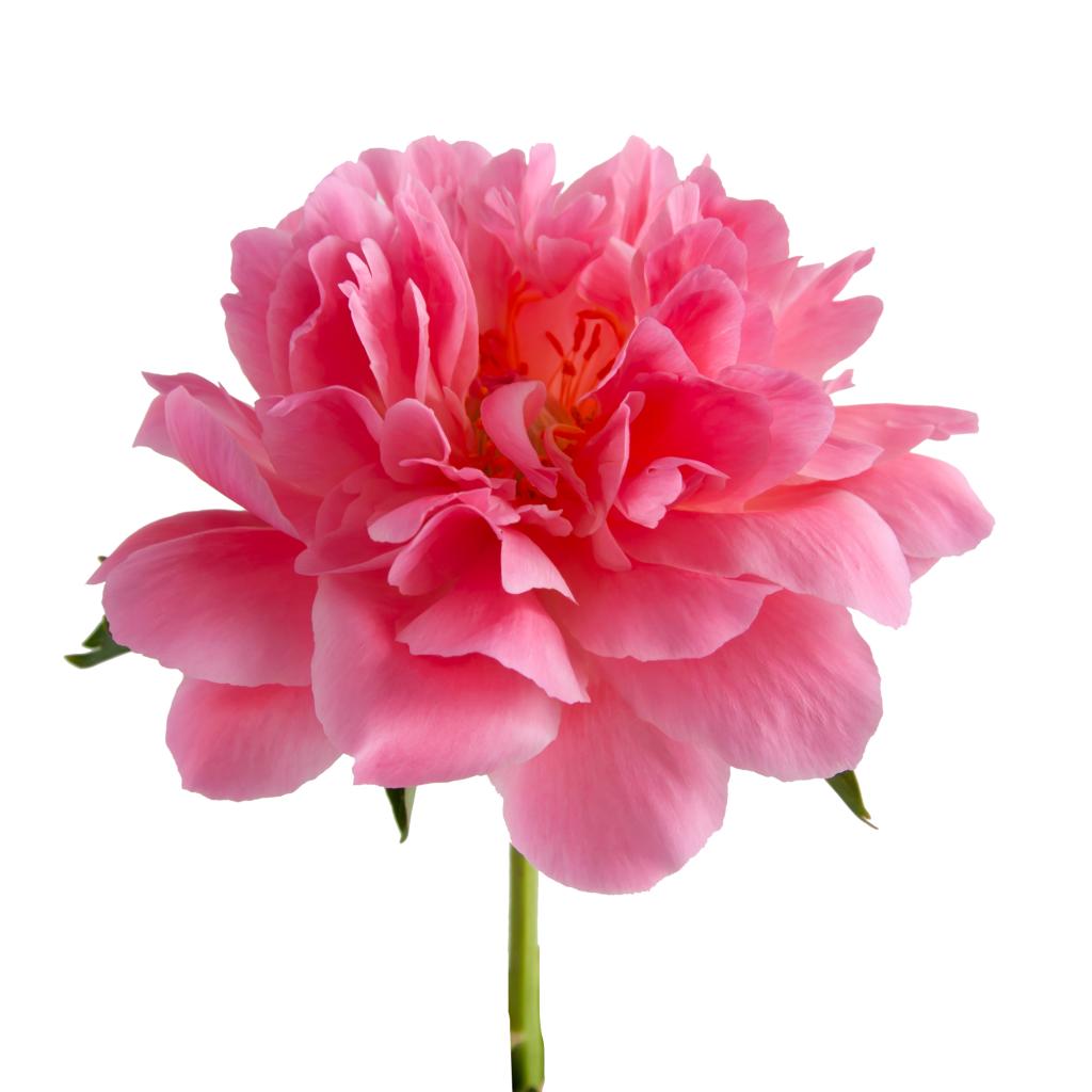 Hawaii Coral Peony