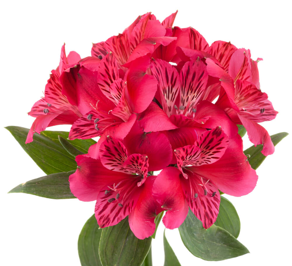 Hot Pink Alstromeria
