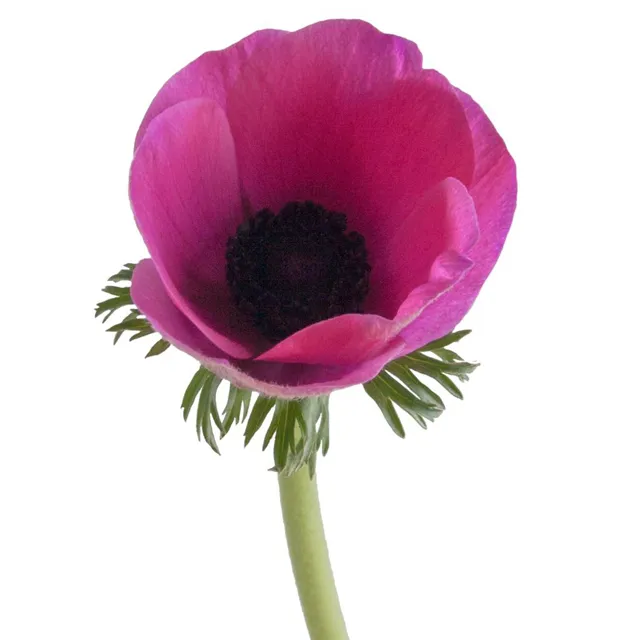 Hot Pink Anemone