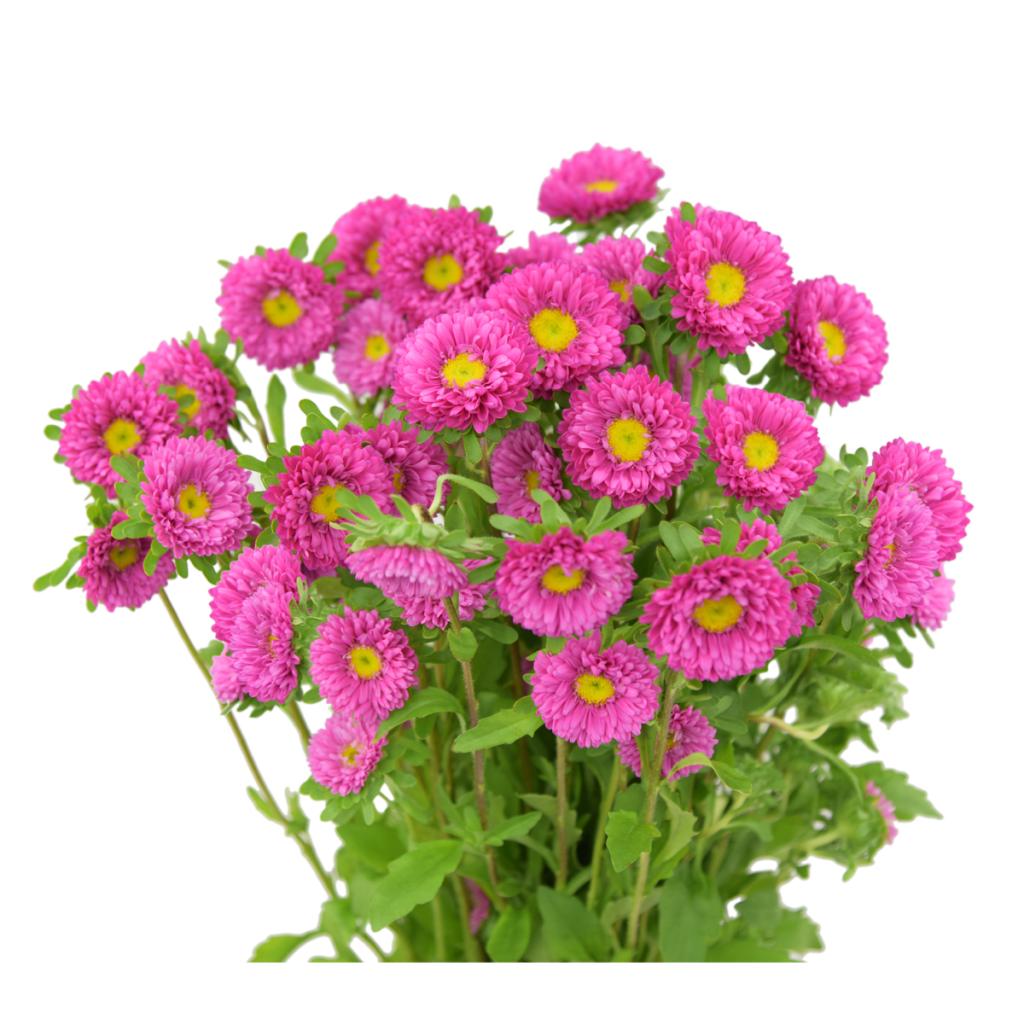 Hot Pink Aster Matsumoto