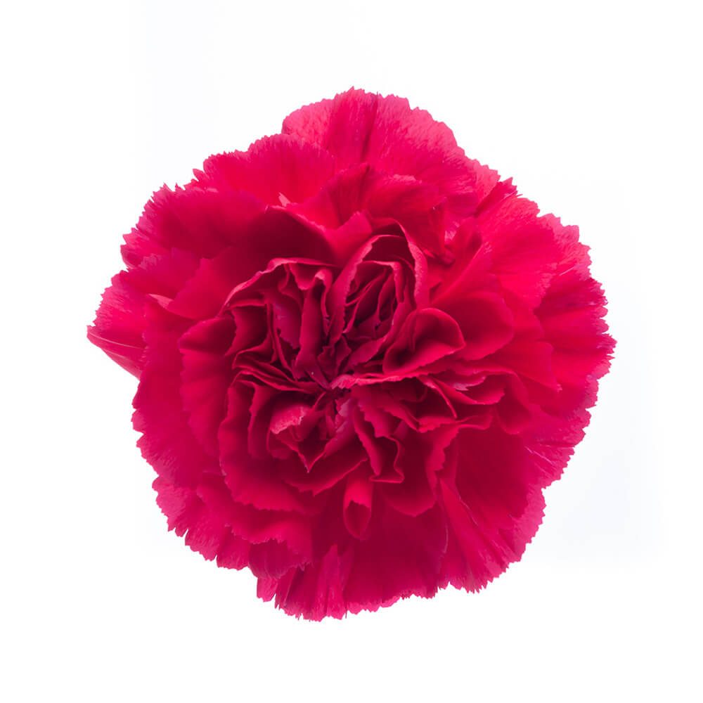 Hot Pink Carnation