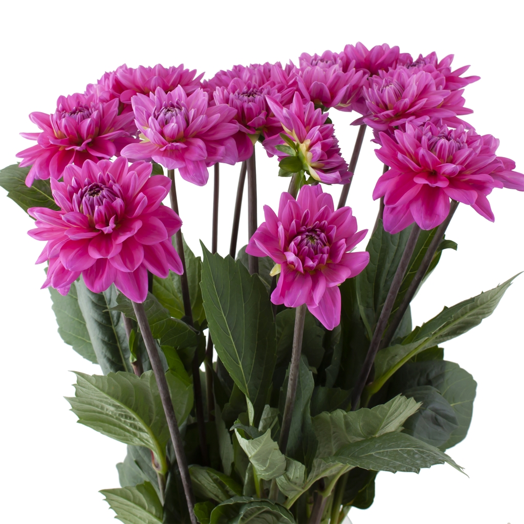 Daisy Dahlia