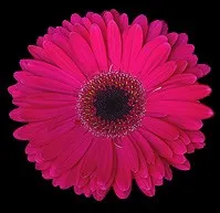 Hot Pink Gerbera Daisy