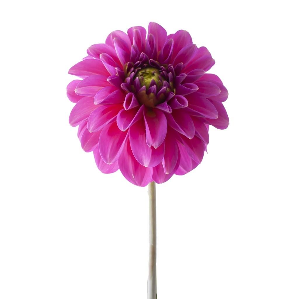 Hot Pink Purple Ball dahlia