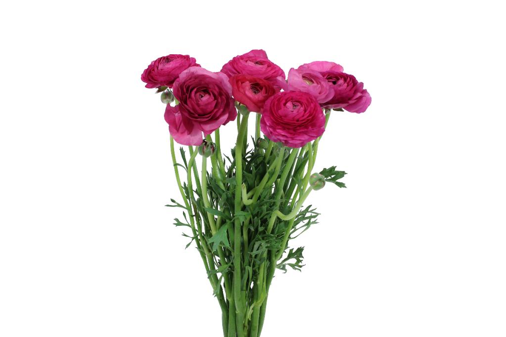 Hot Pink Ranunculus