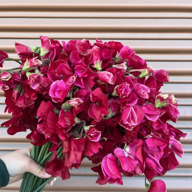 Hot Pink Sweet Pea