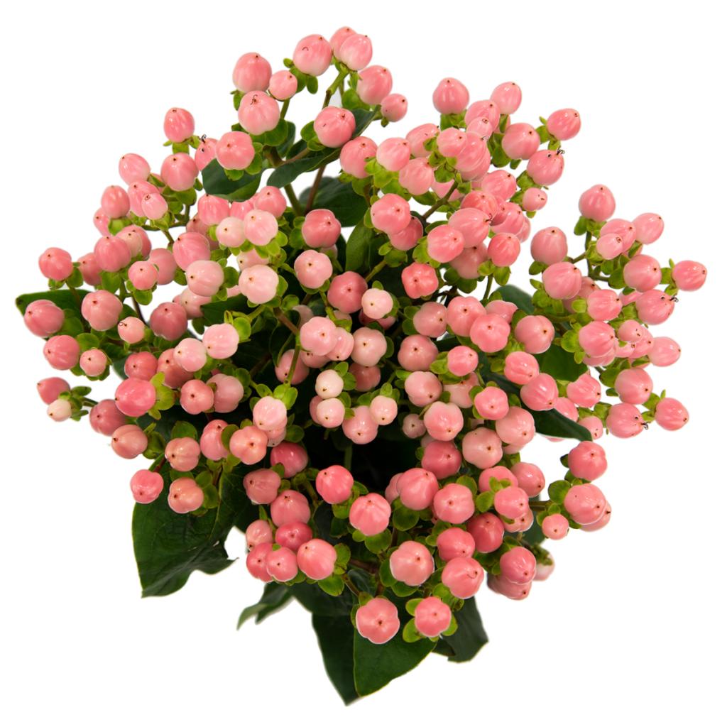 hypericum coco pink