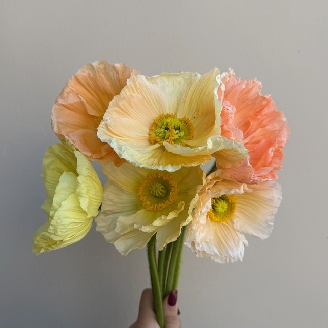 Islandic Poppy