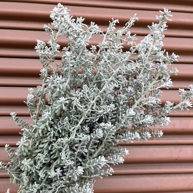 Kochia
