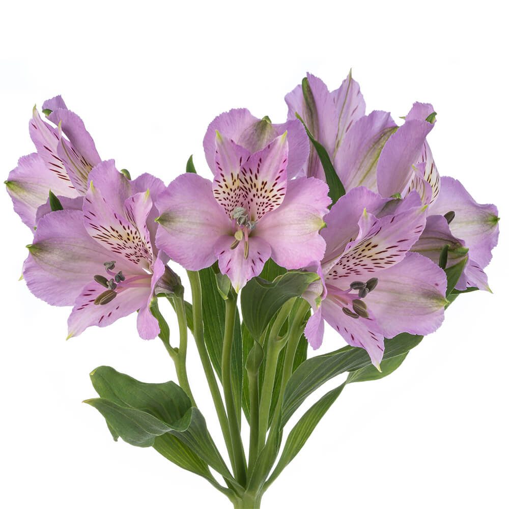Lavender Alstromeria