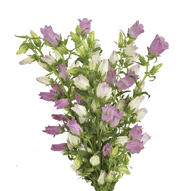 Lavender Campanula