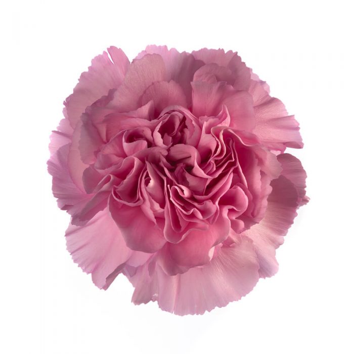 Lavender Carnation