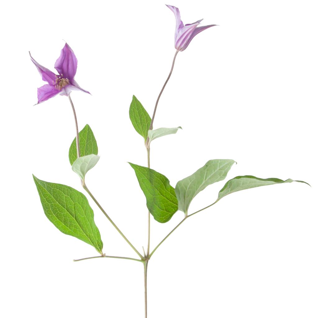 Lavender Clematis