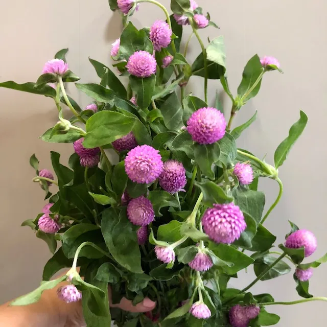 Lavender Clover