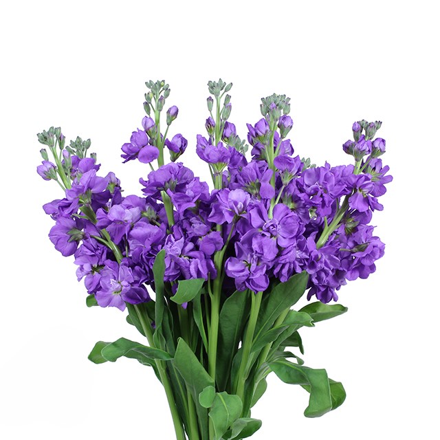 Lavender Dark Stock