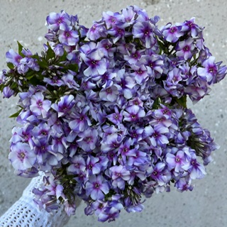 Lavender Dianthus Gipsy