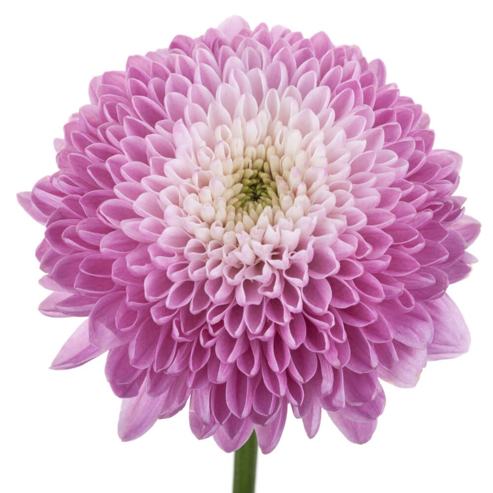 Lavender Disbud Ball