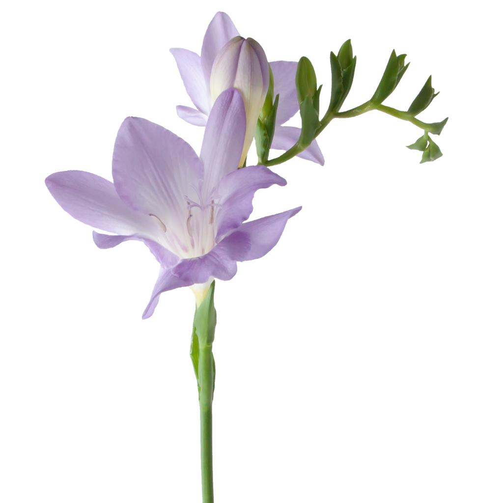 Lavender Freesia