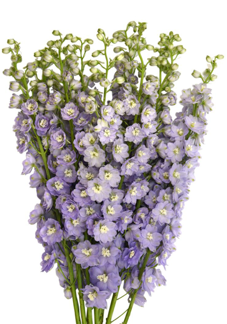 Lavender Hybrid Delphinium