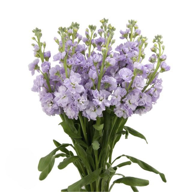 Lavender Light Stock