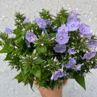 Lavender Phlox
