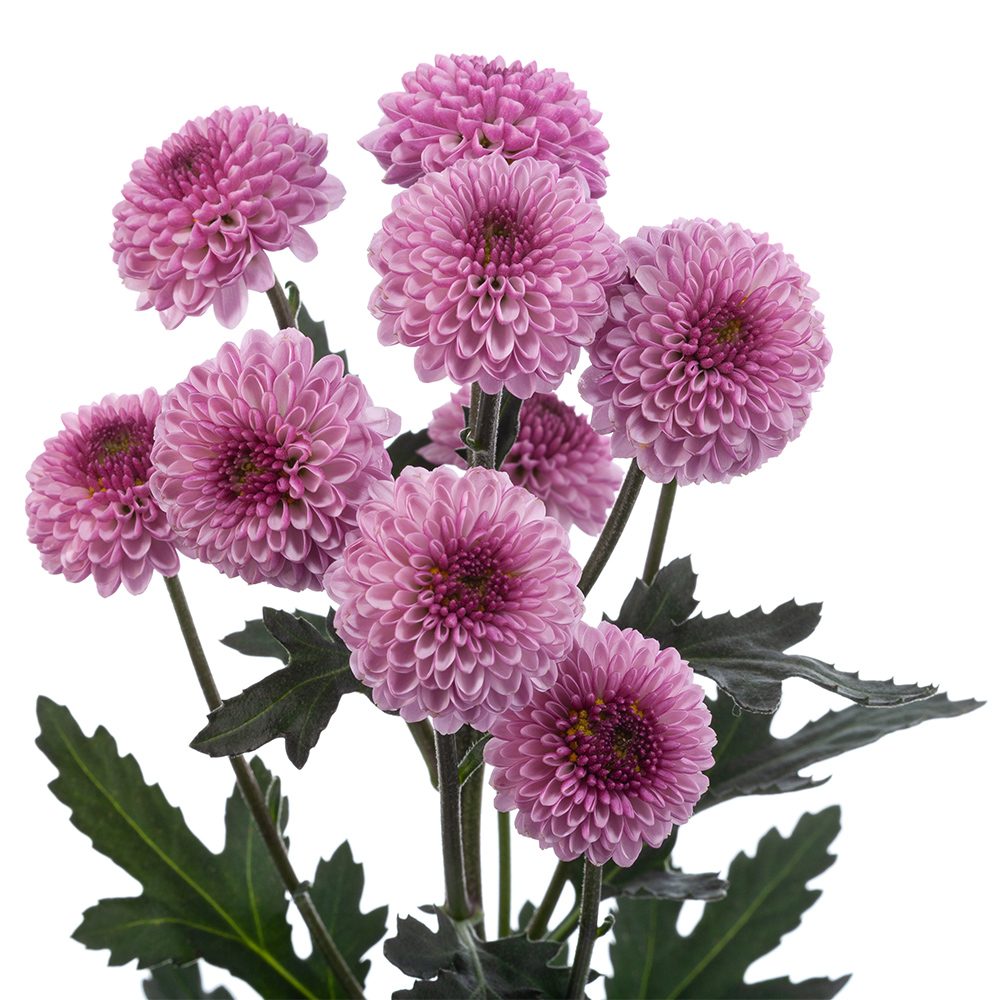 Lavender Pom Button