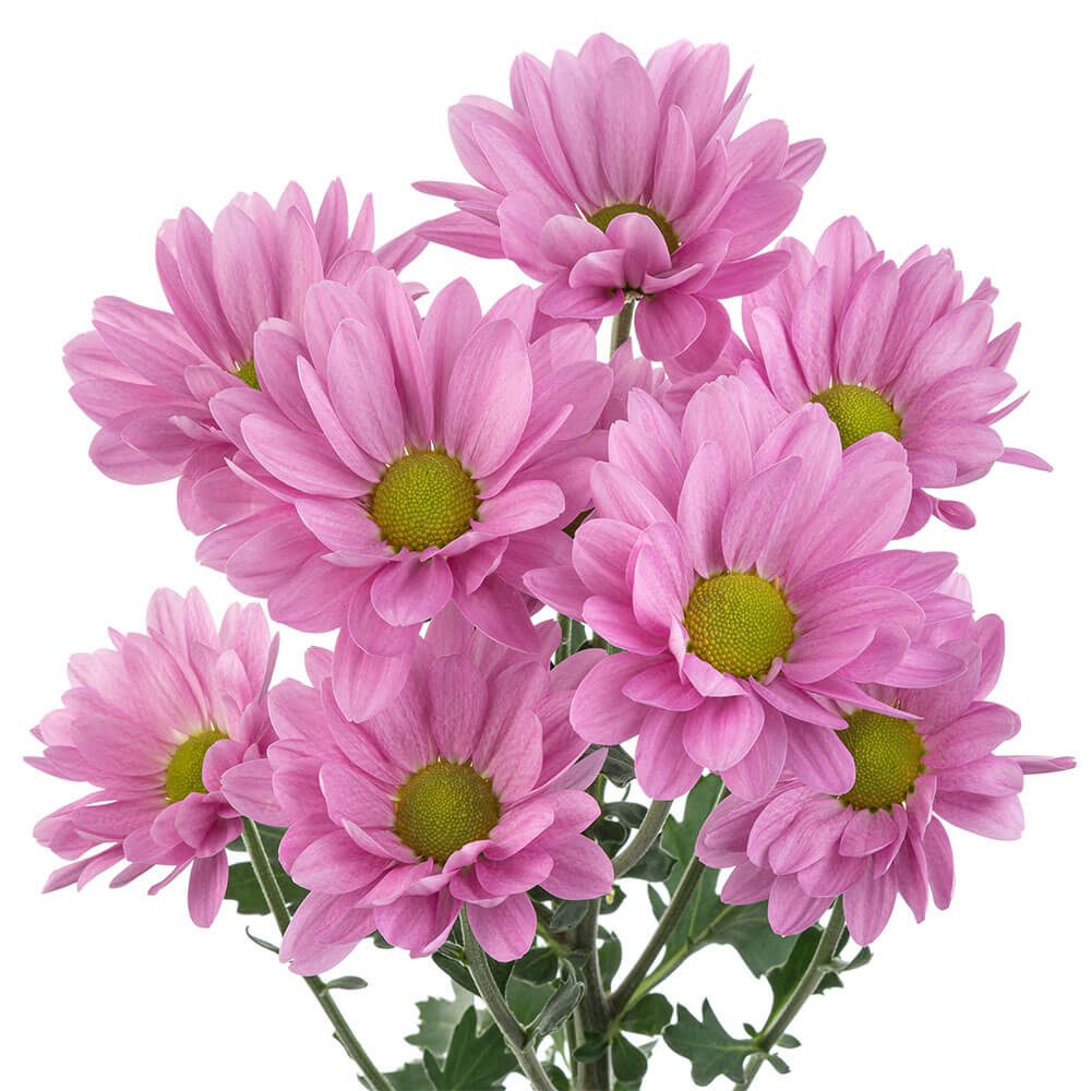 Lavender Pom Daisy