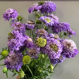 Lavender Scabiosa Scoop Local