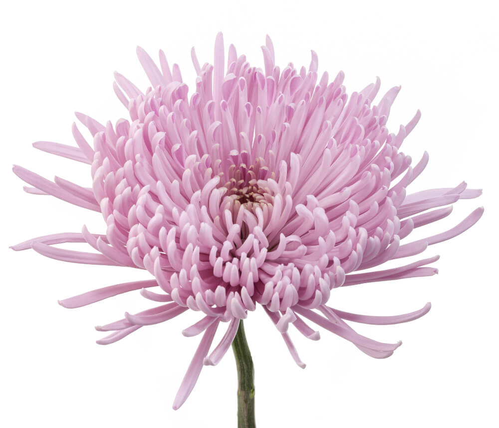 Lavender Spider