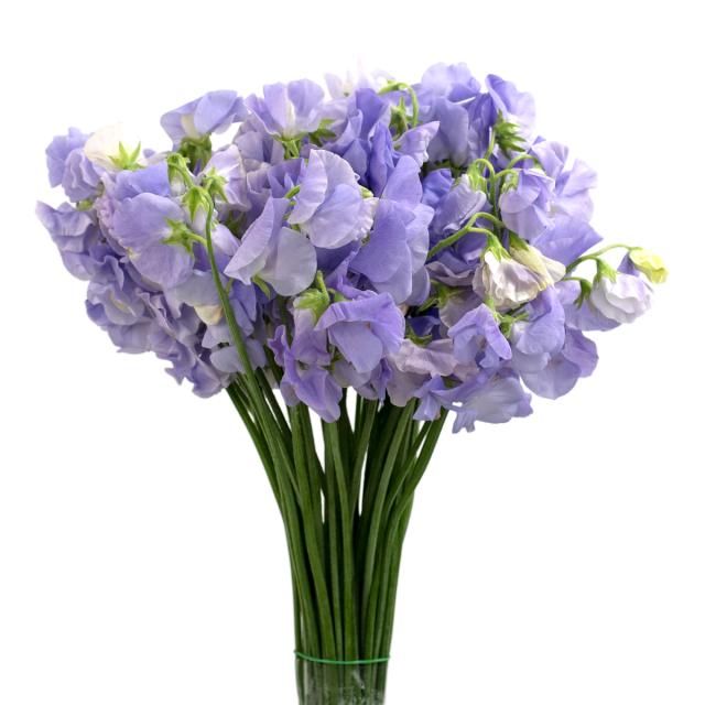 Lavender Sweet pea