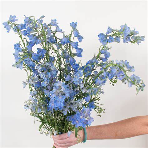 Light Blue BellaDonna Delphinium