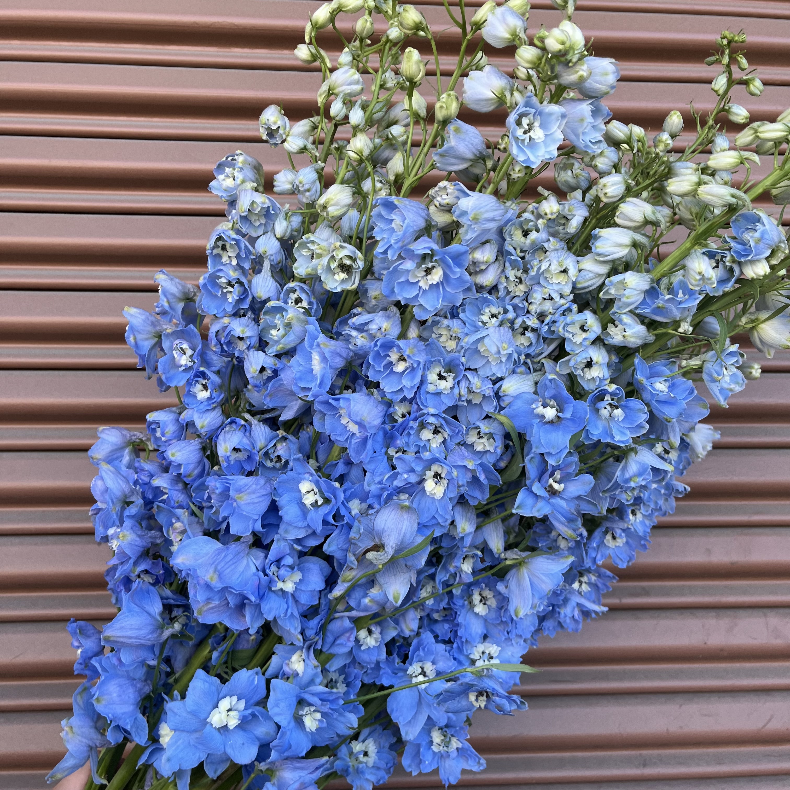 Light Blue Delphinium Hybrid