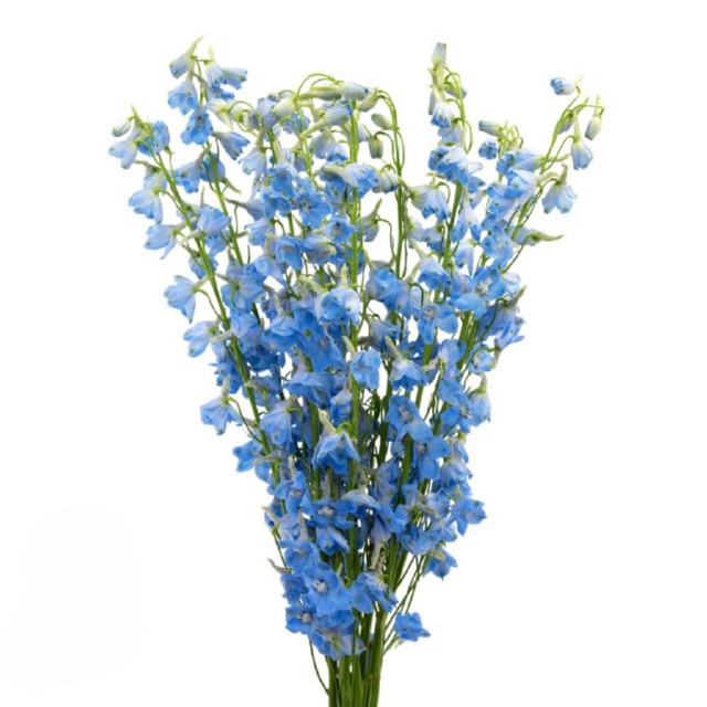 Light Blue SeaWaltz Delphinium