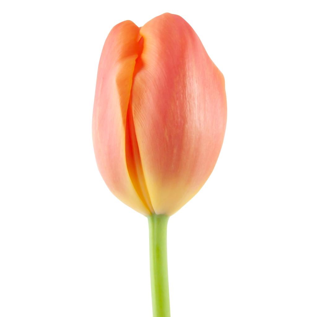 Light Orange Tulip